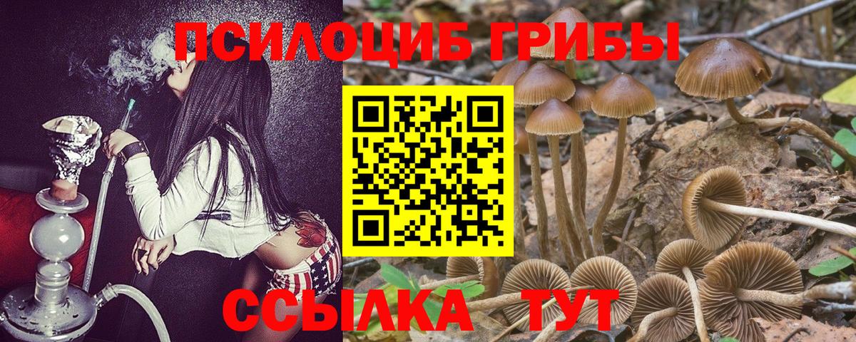 где можно купить   Вход с VPN  Шелехов  Галлюциногенные грибы мицелий 